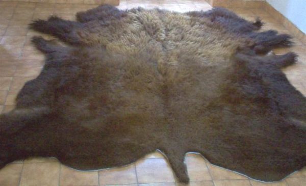 Peau de bison tannée au sol